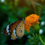 orange butterfly spiritual meaning