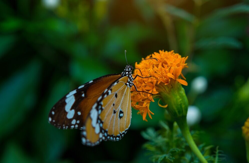 Understanding the Orange Butterfly Spiritual Meaning