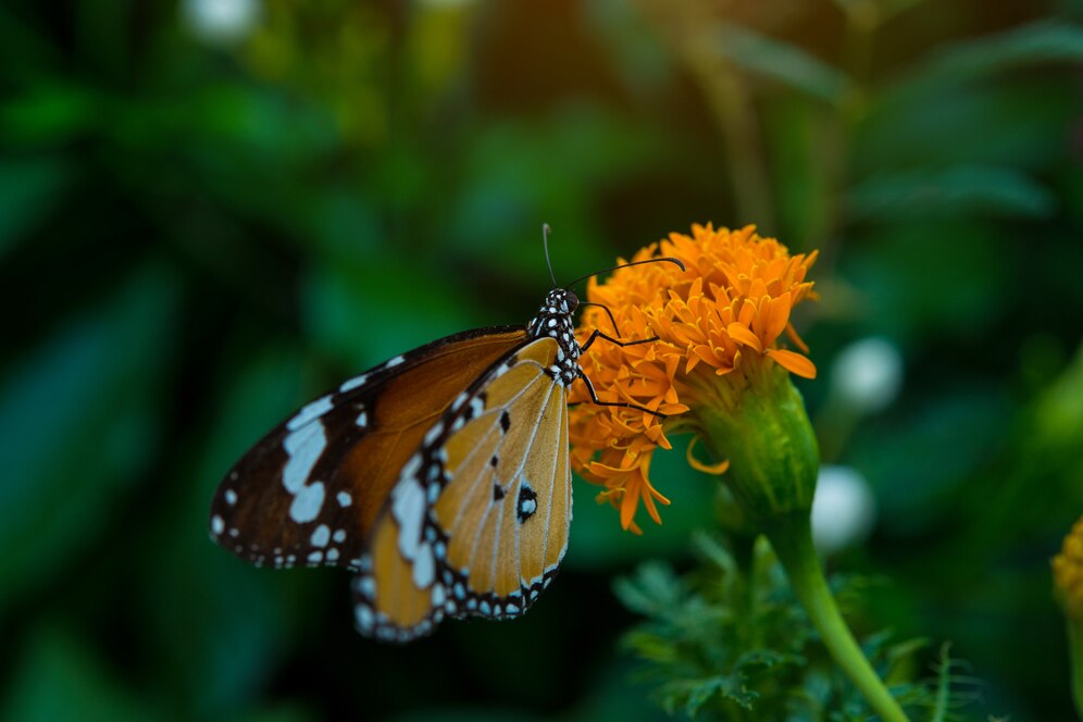 orange butterfly spiritual meaning