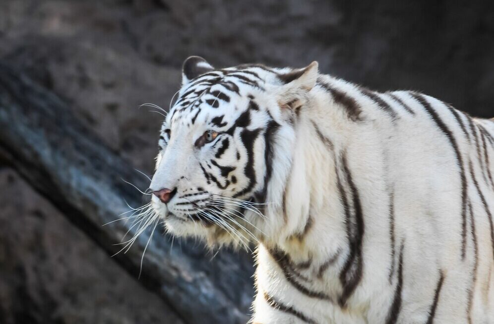 Discovering White Animals in Nature: Beauty in Snowy Coats